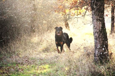 Tonka Des Bruy?res De Saint Cyr