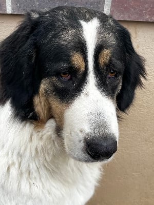 https://chiens-de-france.com/photo/chiens/2025_05/tn200/TN200_chiens-Berger-de-Bosnie-Herzegovine-et-de-Croatie-c8e7a42e-51a3-af24-d9ee-2bb1b9dadd53_min.jpg