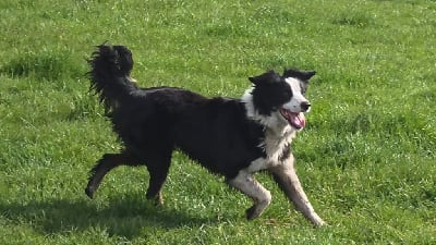 https://chiens-de-france.com/photo/chiens/2025_05/tn200/TN200_chiens-Border-Collie-b6e10688-36f5-3374-2dea-ee6412164e20_min.jpg