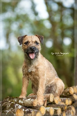 https://chiens-de-france.com/photo/chiens/2025_05/tn200/TN200_chiens-Border-Terrier-f22af856-d807-dad4-790e-e7947ab25504_min.jpg