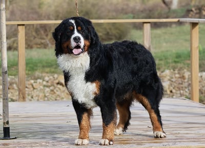 U'angie rolling's de La Vall?e Du P'tit R'eve