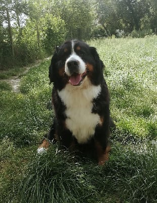 https://chiens-de-france.com/photo/chiens/2025_05/tn200/TN200_chiens-Bouvier-Bernois-554345c5-afad-3f44-bde9-5481c4ca8da0_min.jpg