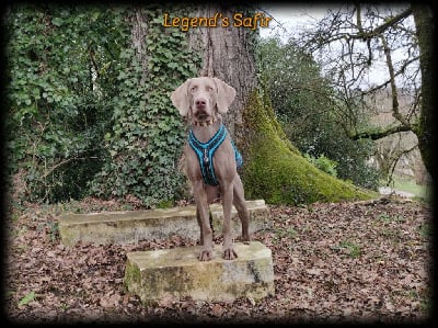 https://chiens-de-france.com/photo/chiens/2025_05/tn200/TN200_chiens-Braque-de-Weimar-6aa85552-6893-2f04-99ba-67be181a11b0_min.jpg