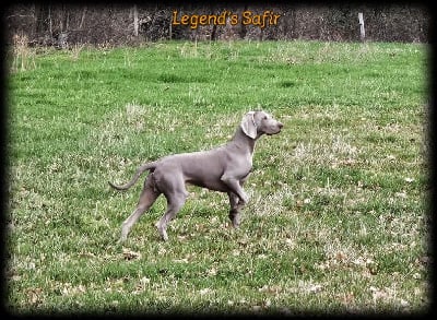 Uni'dream upper martouf Legend's Safir