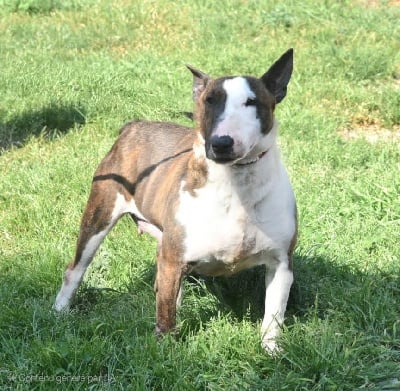 https://chiens-de-france.com/photo/chiens/2025_05/tn200/TN200_chiens-Bull-Terrier-98e5355a-d7e0-7274-55cd-ef4229cf33fd_min.jpg