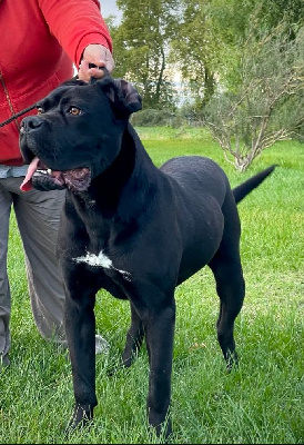 https://chiens-de-france.com/photo/chiens/2025_05/tn200/TN200_chiens-Cane-Corso-72e293fa-4443-7f74-c1fa-322760c5563e_min.jpg