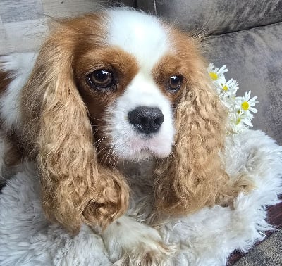 https://chiens-de-france.com/photo/chiens/2025_05/tn200/TN200_chiens-Cavalier-King-Charles-Spaniel-2f126e05-b220-99e4-6dd9-7785f3ad3e0b_min.jpg