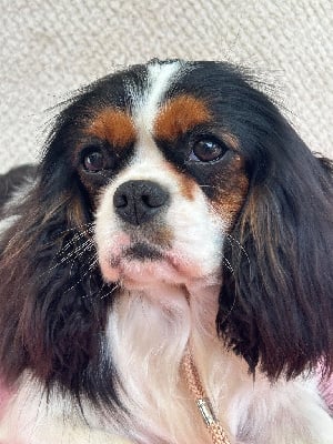 https://chiens-de-france.com/photo/chiens/2025_05/tn200/TN200_chiens-Cavalier-King-Charles-Spaniel-ca02885e-e201-c174-6d79-9b3fa3c2d89e_min.jpg