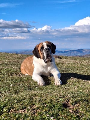 https://chiens-de-france.com/photo/chiens/2025_05/tn200/TN200_chiens-Chien-du-Saint-Bernard-4066ed97-2b2f-2a94-1117-2217370a0915_min.jpg