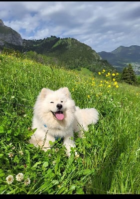 https://chiens-de-france.com/photo/chiens/2025_05/tn200/TN200_chiens-Chien-finnois-de-Laponie-3f8ad9a8-6cdd-3314-b1bb-9ca9703004df_min.jpg