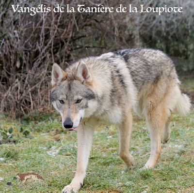 https://chiens-de-france.com/photo/chiens/2025_05/tn200/TN200_chiens-Chien-loup-tchecoslovaque-c5b98f52-60a1-4d24-a9c0-1fd1aad7b335_min.jpg