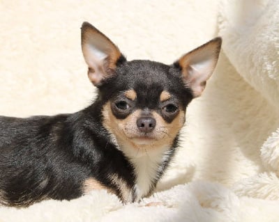 https://chiens-de-france.com/photo/chiens/2025_05/tn200/TN200_chiens-Chihuahua-18b452a9-6702-1ae4-8923-a8633d61ae66_min.jpg