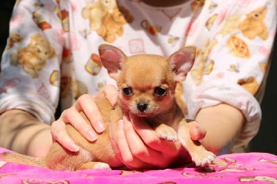 https://chiens-de-france.com/photo/chiens/2025_05/tn200/TN200_chiens-Chihuahua-69c9124d-377b-10f4-11bf-1dbdcfbcb63e_min.jpg
