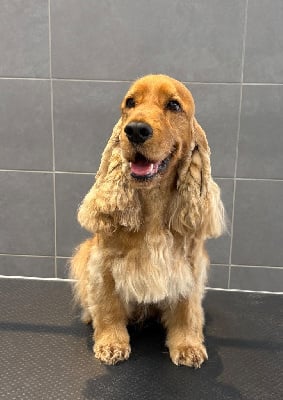 Trésor du domaine des matalis