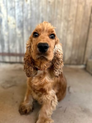 https://chiens-de-france.com/photo/chiens/2025_05/tn200/TN200_chiens-Cocker-Spaniel-Anglais-51ddebbd-122f-4b94-d5ab-347d4180eca7_min.jpg