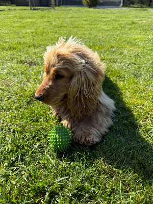 https://chiens-de-france.com/photo/chiens/2025_05/tn200/TN200_chiens-Cocker-Spaniel-Anglais-7605a6d4-de25-0ce4-bd86-24172ca7f608_min.jpg
