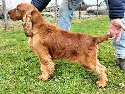 Weeping Willows Prime