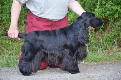 https://chiens-de-france.com/photo/chiens/2025_05/tn200/TN200_chiens-Cocker-Spaniel-Anglais-c7fc8b3f-0e58-7a24-6db1-3a0a21a27094_min.jpg