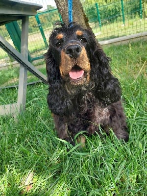https://chiens-de-france.com/photo/chiens/2025_05/tn200/TN200_chiens-Cocker-Spaniel-Anglais-e21947ec-ded1-c294-5d0a-43f9fc559d2d_min.jpg