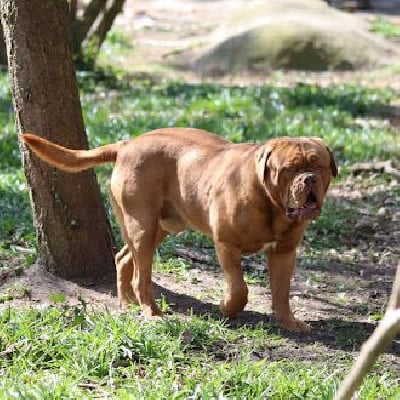 Uthor legionnaire de bordeaux