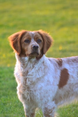 https://chiens-de-france.com/photo/chiens/2025_05/tn200/TN200_chiens-Epagneul-Breton-5f2d26cd-c8c0-ae64-515a-a2ce26c37c55_min.jpg