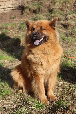 https://chiens-de-france.com/photo/chiens/2025_05/tn200/TN200_chiens-Eurasier-47f6af1a-0b2b-1224-d5b4-9e9dd665dba9_min.jpg