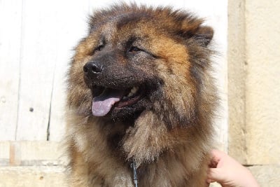 https://chiens-de-france.com/photo/chiens/2025_05/tn200/TN200_chiens-Eurasier-dbfca614-ca7d-1bc4-bdfe-4d7f54c510c3_min.jpg