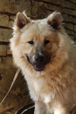 Ulio Des Loups Du Midour