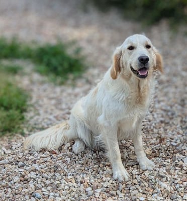 https://chiens-de-france.com/photo/chiens/2025_05/tn200/TN200_chiens-Golden-Retriever-33d5ad6a-484c-0e74-313e-4629dc5599c3_min.jpg