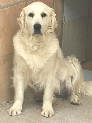 https://chiens-de-france.com/photo/chiens/2025_05/tn200/TN200_chiens-Golden-Retriever-d300fd3e-d40f-3804-7191-40aa887e7fe8_min.jpg