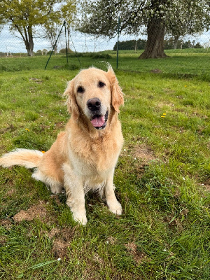 https://chiens-de-france.com/photo/chiens/2025_05/tn200/TN200_chiens-Golden-Retriever-dbf0c427-1259-f854-fd72-84ff629aa050_min.jpg