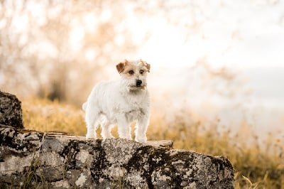 https://chiens-de-france.com/photo/chiens/2025_05/tn200/TN200_chiens-Jack-Russell-Terrier-75273486-4907-0ec4-fdd7-d88f46aa626f_min.jpg