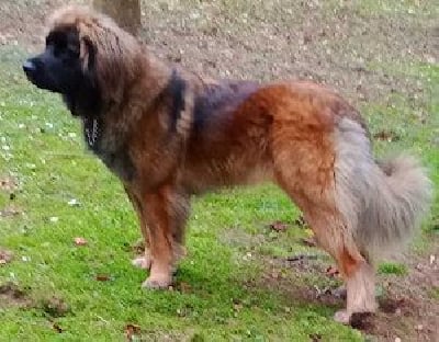 https://chiens-de-france.com/photo/chiens/2025_05/tn200/TN200_chiens-Leonberger-8171bd10-6f67-7834-69a2-aa9cb3744509_min.jpg
