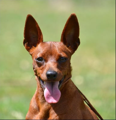 https://chiens-de-france.com/photo/chiens/2025_05/tn200/TN200_chiens-Pinscher-nain-67d4273e-66e1-5e44-ed3c-49fc0e0fc165_min.jpg