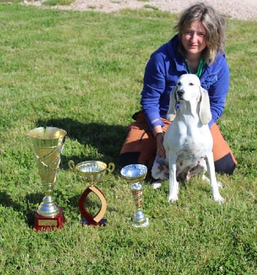 https://chiens-de-france.com/photo/chiens/2025_05/tn200/TN200_chiens-Porcelaine-688b710f-9406-5fa4-c180-5d7536a06bb2_min.jpg