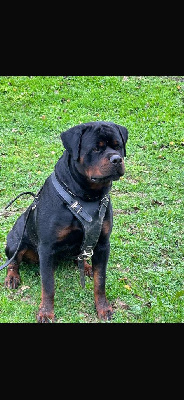 CH. TR. T hermes Von Der Vangfuller