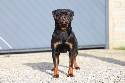 https://chiens-de-france.com/photo/chiens/2025_05/tn200/TN200_chiens-Rottweiler-3ef31ee7-c21d-81b4-35b9-4a8a6e88bf61_min.jpg