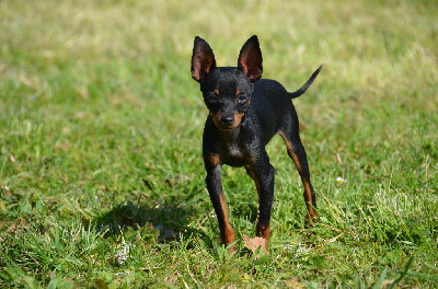 Vicktor syn hugo boss De L'Empire Du Toy