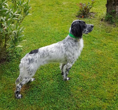 https://chiens-de-france.com/photo/chiens/2025_05/tn200/TN200_chiens-Setter-Anglais-7e2c3a4f-38ff-de54-01bb-e2bf15ce20be_min.jpg