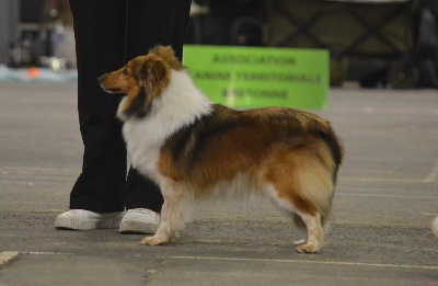 https://chiens-de-france.com/photo/chiens/2025_05/tn200/TN200_chiens-Shetland-Sheepdog-3b698844-6b61-9254-ed74-2cc5bc242983_min.jpg