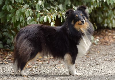 https://chiens-de-france.com/photo/chiens/2025_05/tn200/TN200_chiens-Shetland-Sheepdog-b058725e-9309-3834-b160-307b9b3b049a_min.jpg