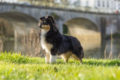 https://chiens-de-france.com/photo/chiens/2025_05/tn200/TN200_chiens-Shetland-Sheepdog-ebde8a71-9ce6-ceb4-558e-2175a390c646_min.jpg