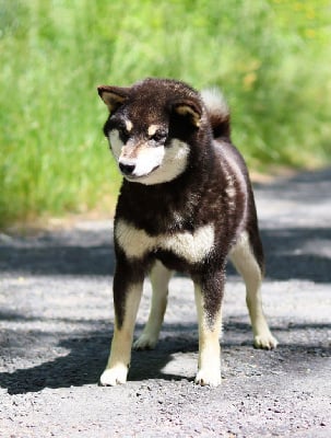 https://chiens-de-france.com/photo/chiens/2025_05/tn200/TN200_chiens-Shiba-93050c69-b246-9f34-8119-5d76b59fc471_min.jpg