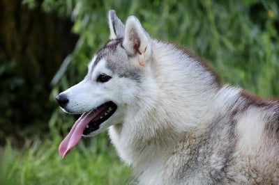 https://chiens-de-france.com/photo/chiens/2025_05/tn200/TN200_chiens-Siberian-Husky-3352bc08-52e7-56d4-fd31-30c4d6a5f552_min.jpg