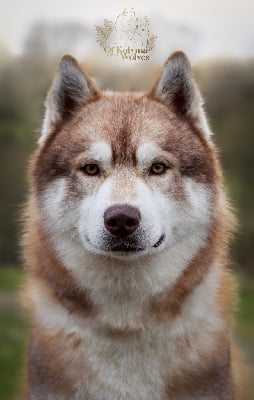 Reggae Of Kolyma Wolves