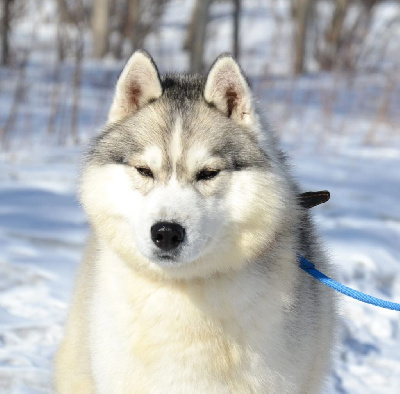 CH. all about orinoco Plush balls