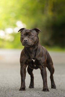 https://chiens-de-france.com/photo/chiens/2025_05/tn200/TN200_chiens-Staffordshire-Bull-Terrier-64f15bce-eacf-dd34-e965-468475567d3c_min.jpg