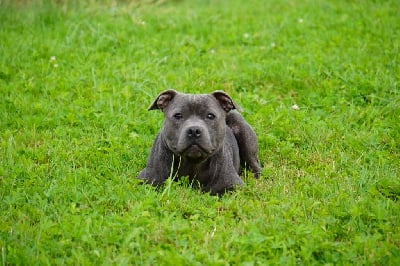 https://chiens-de-france.com/photo/chiens/2025_05/tn200/TN200_chiens-Staffordshire-Bull-Terrier-a26deb7f-a245-d614-397e-37f3686f0f1c_min.jpg