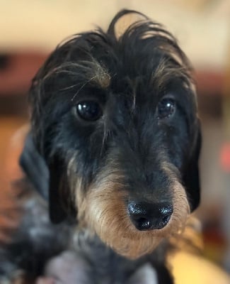 https://chiens-de-france.com/photo/chiens/2025_05/tn200/TN200_chiens-Teckel-poil-dur-6c7e4972-5443-6514-198e-70e3d9562997_min.jpg