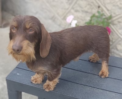 TR. Theo d'or du moulin de Thuet